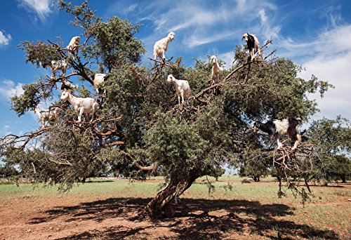 Organic Moroccan Argan Oil